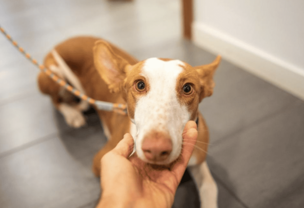 Rarest-Dog-Breeds-Ibizan-Hound